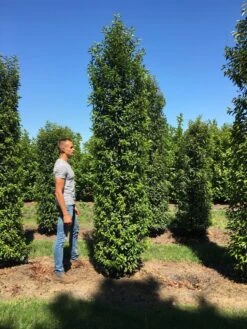 Grote Portugese Laurier (Prunus Lusitanica 'Angustifolia') -OL Planten Winkel prunus l ang 350400 2