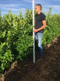 Bestsellers -OL Planten Winkel prunus l rot 150175 2