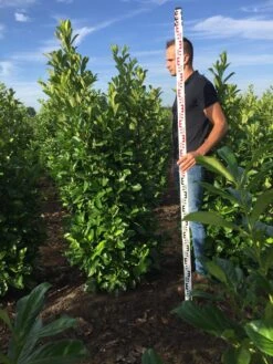 Grote Laurierkers (Prunus Laurocerasus 'Rotundifolia') -OL Planten Winkel prunus l rot 175200 3