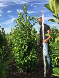 Grote Laurierkers (Prunus Laurocerasus 'Rotundifolia') -OL Planten Winkel prunus l rot 200225