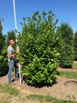 Grote Laurierkers (Prunus Laurocerasus 'Rotundifolia') -OL Planten Winkel prunus l rot 250300 x 100 150 br 1