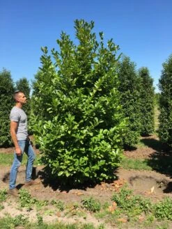 Grote Laurierkers (Prunus Laurocerasus 'Rotundifolia') -OL Planten Winkel prunus l rot 300350 x150 br 3