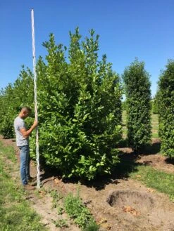 Grote Laurierkers (Prunus Laurocerasus 'Rotundifolia') -OL Planten Winkel prunus l rot 350400 x 150 br 2