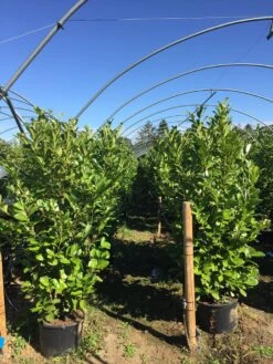 Grote Laurierkers (Prunus Laurocerasus 'Rotundifolia') -OL Planten Winkel prunus laur. rotundifolia h160180cm 1