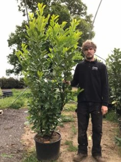 Grote Laurierkers (Prunus Laurocerasus 'Rotundifolia') -OL Planten Winkel prunus laur. rotundifolia h180 200cm 3