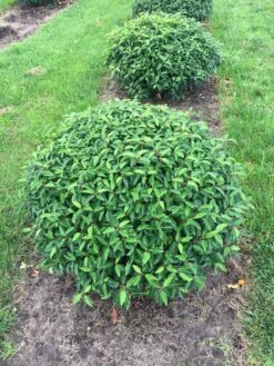 Portugese Laurier Als Grote Bolvorm (Prunus Lusitanica 'Angustifolia') -OL Planten Winkel prunus lus. angustifolia bol 3
