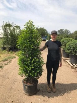 Grote Portugese Laurier (Prunus Lusitanica 'Angustifolia') -OL Planten Winkel prunus lus. angustifolia h140160