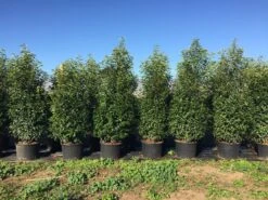 Grote Portugese Laurier (Prunus Lusitanica 'Angustifolia') -OL Planten Winkel prunus lus. angustifolia h160180cm