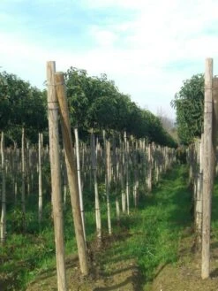 Portugese Laurier Als Boom (Prunus Lusitanica 'Angustifolia') 26 Portugese Laurier Als Boom (Prunus Lusitanica 'Angustifolia') -OL Planten Winkel prunus lusitanica