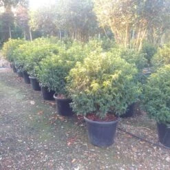 Portugese Laurier Als Bol (Prunus Lusitanica 'Angustifolia') -OL Planten Winkel prunus lusitanica 1 2