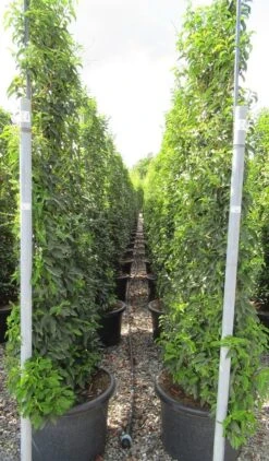 Portugese Laurier Als Leivorm (Prunus Lusitanica 'Angustifolia') -OL Planten Winkel prunus lusitanica 110x180 leivorm 2 3