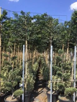 Portugese Laurier Als Leiboom (Prunus Lusitanica) 9 Portugese Laurier Als Leiboom (Prunus Lusitanica) -OL Planten Winkel prunus lusitanica 5