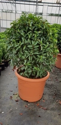 Portugese Laurier Als Bol (Prunus Lusitanica 'Angustifolia') 4 Portugese Laurier Als Bol (Prunus Lusitanica 'Angustifolia') - Afbeelding 2