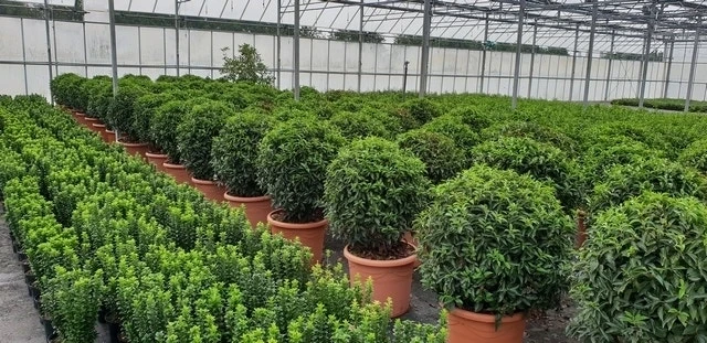 Portugese Laurier Als Bol (Prunus Lusitanica 'Angustifolia') 3 Portugese Laurier Als Bol (Prunus Lusitanica 'Angustifolia')