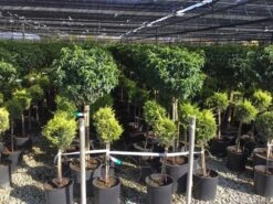 Portugese Laurier Op Stam (Prunus Lusitanica 'Angustifolia') -OL Planten Winkel prunus lusitanica 80cm stam