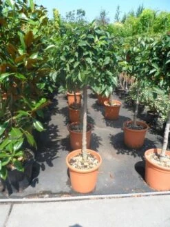 Portugese Laurier Als Boom (Prunus Lusitanica) -OL Planten Winkel prunus lusitanica 80stam c25