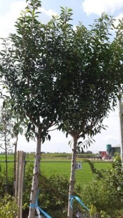 Portugese Laurier Als Boom (Prunus Lusitanica 'Angustifolia') -OL Planten Winkel prunus lusitanica als boom01 1