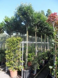 Portugese Laurier Als Boom (Prunus Lusitanica 'Angustifolia') 24 Portugese Laurier Als Boom (Prunus Lusitanica 'Angustifolia') -OL Planten Winkel prunus lusitanica angustifolia