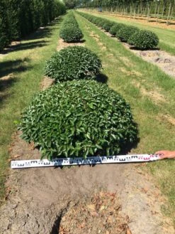 Portugese Laurier Als Grote Bolvorm (Prunus Lusitanica 'Angustifolia') -OL Planten Winkel prunus lusitanica angustifolia 100 cm breed bol drkl