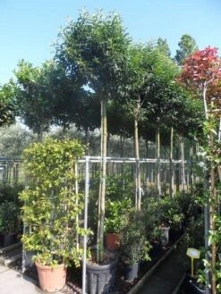 Portugese Laurier Als Boom (Prunus Lusitanica 'Angustifolia') 20 Portugese Laurier Als Boom (Prunus Lusitanica 'Angustifolia') -OL Planten Winkel prunus lusitanica angustifolia 12 14ho