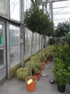 Portugese Laurier Als Boom (Prunus Lusitanica 'Angustifolia') 22 Portugese Laurier Als Boom (Prunus Lusitanica 'Angustifolia') -OL Planten Winkel prunus lusitanica angustifolia 150stam c25