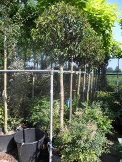 Portugese Laurier Als Boom (Prunus Lusitanica 'Angustifolia') 23 Portugese Laurier Als Boom (Prunus Lusitanica 'Angustifolia') -OL Planten Winkel prunus lusitanica angustifolia 150stam c35