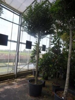 Portugese Laurier Als Boom (Prunus Lusitanica 'Angustifolia') -OL Planten Winkel prunus lusitanica angustifolia 16 18ho c90 1