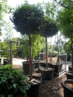 Portugese Laurier Als Boom (Prunus Lusitanica 'Angustifolia') 18 Portugese Laurier Als Boom (Prunus Lusitanica 'Angustifolia') -OL Planten Winkel prunus lusitanica angustifolia 18 20 ho c130