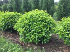 Portugese Laurier Als Grote Bolvorm (Prunus Lusitanica 'Angustifolia') -OL Planten Winkel prunus lusitanica angustifolia 90 cm breed bol drkl