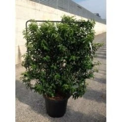 Portugese Laurier Als Leivorm (Prunus Lusitanica 'Angustifolia') 11 Portugese Laurier Als Leivorm (Prunus Lusitanica 'Angustifolia') -OL Planten Winkel prunus lusitanica angustifolia 95x110 leivorm 2