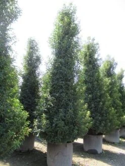 Portugese Laurier, Piramide (Prunus Lusitanica ) -OL Planten Winkel prunus lusitanica piramide 2