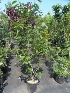 Sierkers, Struikvorm (Prunus Serrulata 'Kanzan') 14 Sierkers, Struikvorm (Prunus Serrulata 'Kanzan') -OL Planten Winkel prunus serrulata kanzan 150 175 200 c25