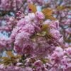 Sierkers, Struikvorm (Prunus Serrulata 'Kanzan') -OL Planten Winkel prunus serrulata kanzan 2