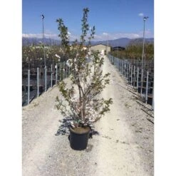 Japanse Sierkers Als Struik (Prunus Yedoensis) -OL Planten Winkel prunus yedoensis 150 175 cm c18 1