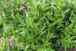 Laurierkers (Prunus Laurocerasus 'Sofia') -OL Planten Winkel prunuslsofia02