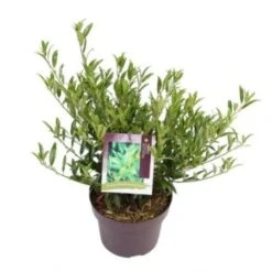 Laurierkers (Prunus Laurocerasus 'Sofia') -OL Planten Winkel prunuslsofia03 1