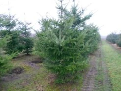 Douglasspar (Pseudotsuga Menziessii) -OL Planten Winkel pseudotsuga menziesii 300 400 200 300 002