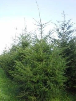 Douglasspar (Pseudotsuga Menziessii) -OL Planten Winkel pseudotsuga menziesii 400 450 2