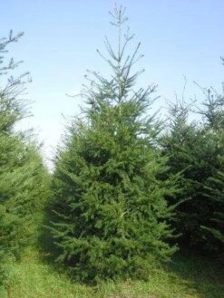 Douglasspar (Pseudotsuga Menziessii) -OL Planten Winkel pseudotsuga menziesii 400 450 4