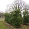 Douglasspar (Pseudotsuga Menziessii) -OL Planten Winkel pseudotsuga menziesii 400 001