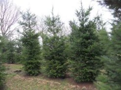 Douglasspar (Pseudotsuga Menziessii) -OL Planten Winkel pseudotsuga menziesii 500