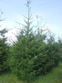 Douglasspar (Pseudotsuga Menziessii) -OL Planten Winkel pseudotsuga menzisii 400 450