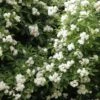Klimroos (Rosa Banksiae 'Purezza') 1 Klimroos (Rosa Banksiae 'Purezza') -OL Planten Winkel purezza lr 1