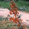 Vuurdoorn (Pyracantha 'Orange Glow') -OL Planten Winkel pyocharm 3
