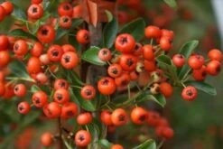 Vuurdoorn (Pyracantha 'Orange Glow') -OL Planten Winkel pyracantha orange glow 10