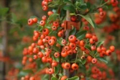 Vuurdoorn (Pyracantha 'Orange Glow') -OL Planten Winkel pyracantha orange glow 11