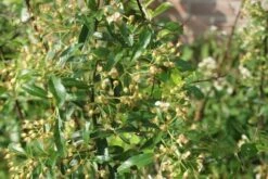 Vuurdoorn (Pyracantha 'Orange Glow') -OL Planten Winkel pyracantha orange glow 1