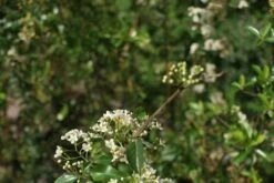 Vuurdoorn (Pyracantha 'Orange Glow') -OL Planten Winkel pyracantha orange glow 2