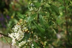 Vuurdoorn (Pyracantha 'Orange Glow') -OL Planten Winkel pyracantha orange glow 3