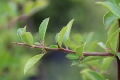 Vuurdoorn (Pyracantha 'Orange Glow') -OL Planten Winkel pyracantha orange glow 4